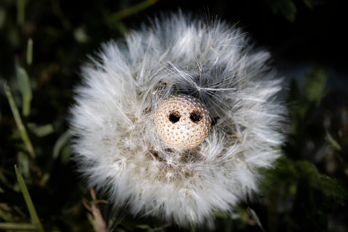A dandelion flower seed that has two holes i flower bud creating illusion of a face