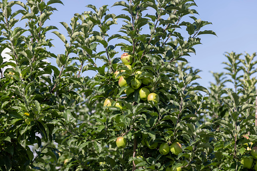 Stock photo showing close-up view of a group of green Granny Smith apples with shiny, speckled skin on mottled dark grey surface.