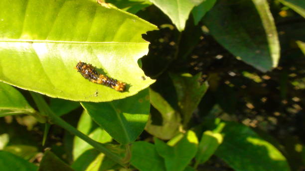 istock insect citrus caterpillar - Heraclides thoas brasiliensis 1495952909