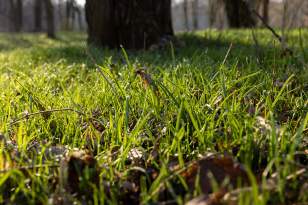 sunny green grass and small yellow flowers in the forest