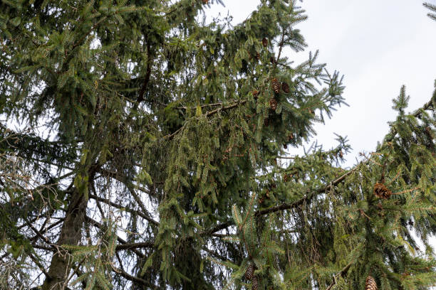 istock the beginning of spring in the park with coniferous trees 1495952979