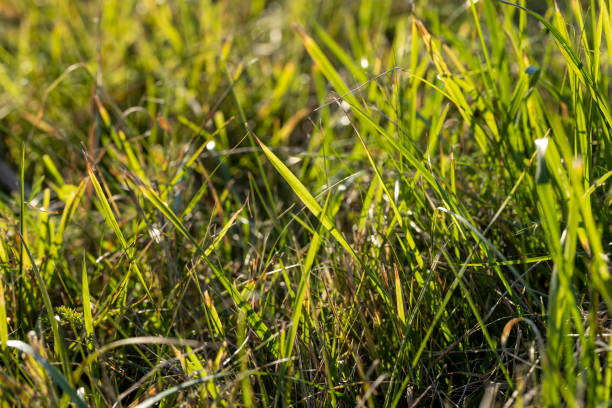 istock Green grass with a lot of damage and defects 1495953007