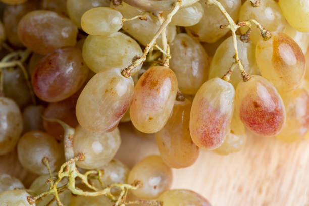 Green grapes unwashed lying on the board, fresh harvest of harvested grapes green with yellow shades