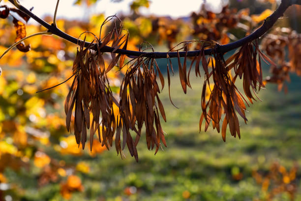 낙엽이 떨어지는 동안 나무가 있는 가을 공원 - maple keys branch sky maple tree 뉴스 사진 이미지