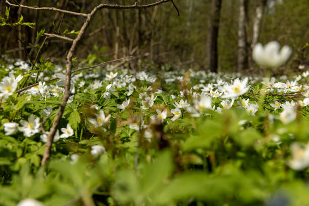 istock fading white small flowers anemone in the forest 1495954319