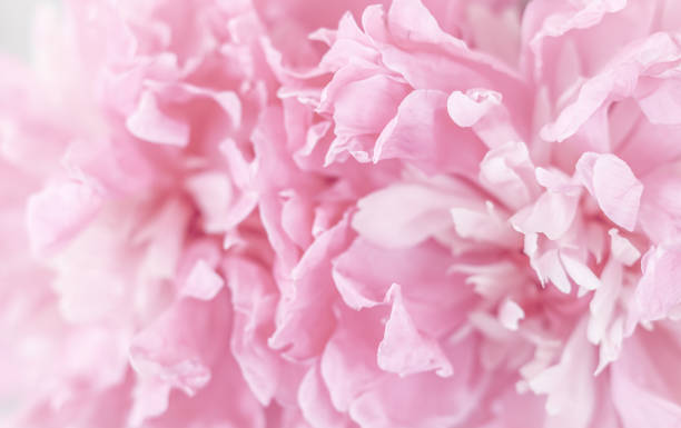 istock White pink peony petals. Soft focus. Abstract floral background for holiday design 1495954821