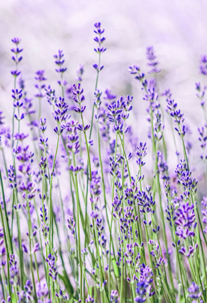 istock Background from violet lavender in the garden 1495954828