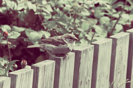 red finch on wrought iron fence with green trees blurred in background