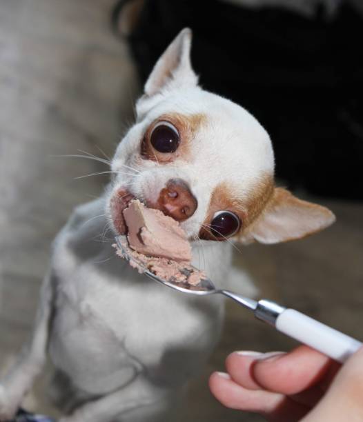 istock A very hungry chihuahua dog 1495957155