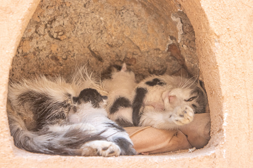 A mother cat with her litter of five-day-old kittens in a hole in the ancient city walls in the Medina District of Marrakesh, Morocco