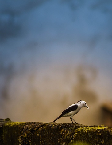 A close-up of a large white-headed gull on a stone wall, gazing up into the sky