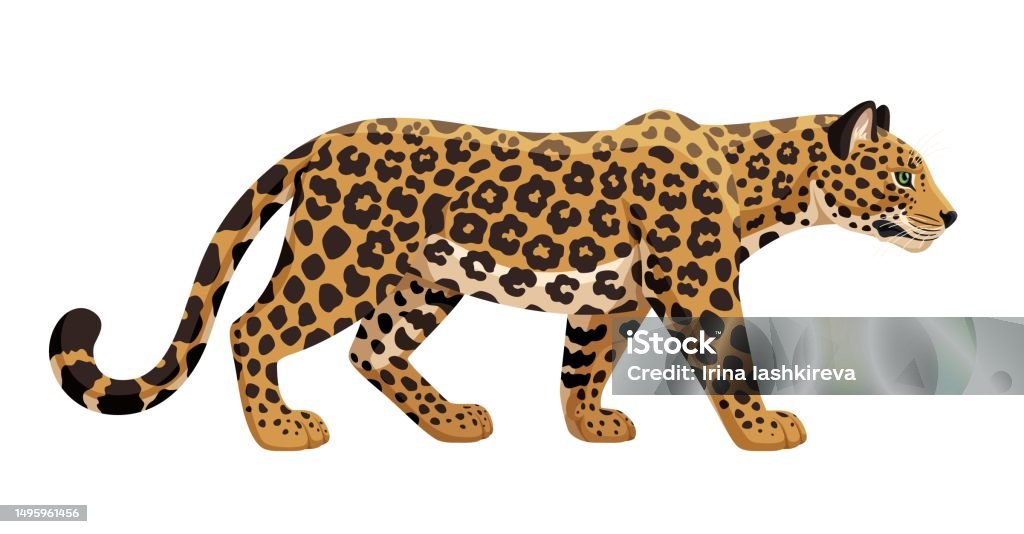 Leopard One Side View Leopard Walking Vector Illustration African Leopard Side View Isolated ...