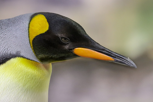 Emperor Penguin Close-up of Head