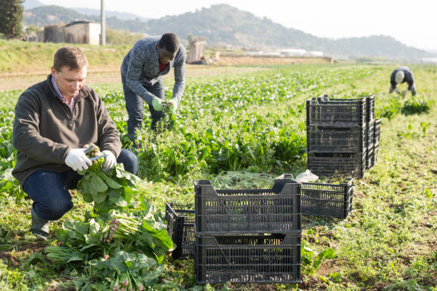 istock Hired workers harvest spinach on a plantation 1495963341