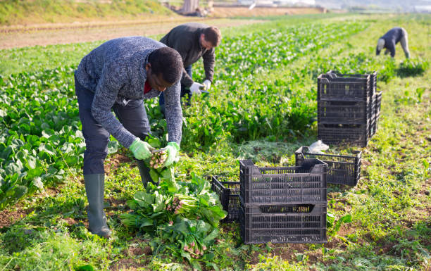 istock Men gardeners during harvestung of fresh spinach 1495963343