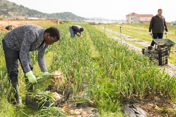 istock African american man harvesting green onion 1495964126