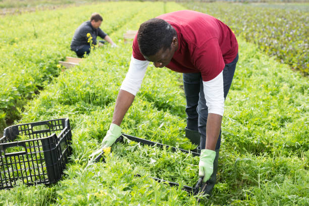 istock African American farmer harvesting green mizuna 1495964135