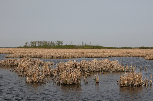 Wetland at Agassiz National Wildlife Refuge, Minnesota