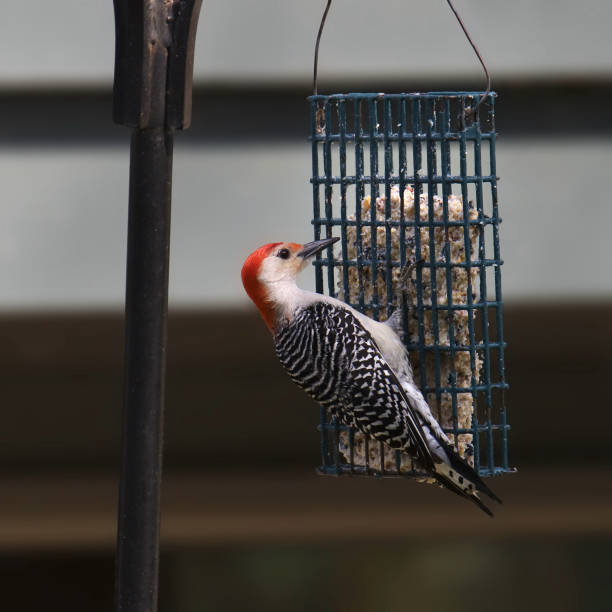 istock Red-bellied Woodpecker (male) (melanerpes carolinus) eating from a suet feeder 1495964273