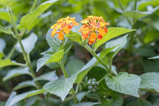 Lantana Flower in Marrakech, Morocco