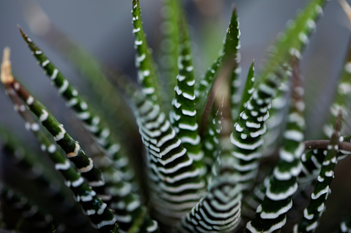 Haworthia zebra plant