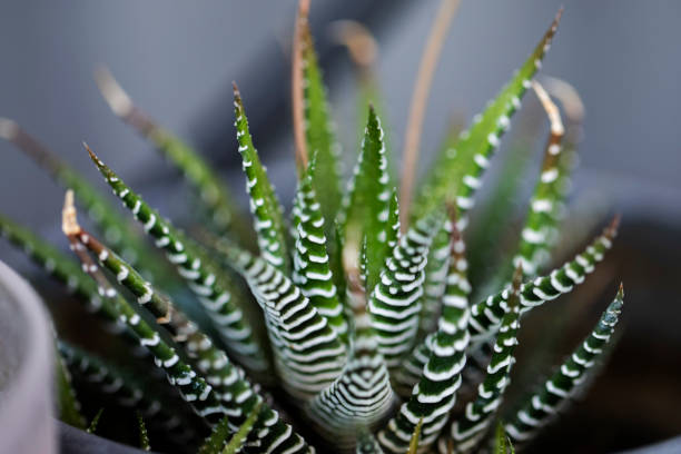 istock Haworthia zebra plant 1495966987