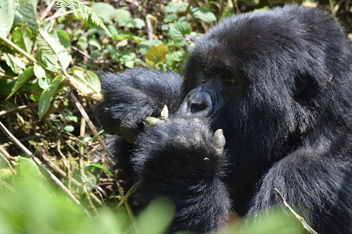 Gorillas in the hills of Rwanda in the wild