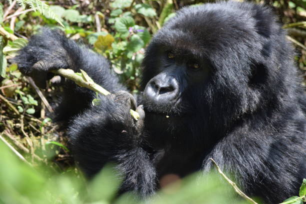 istock Gorillas in the Wild 1495970008