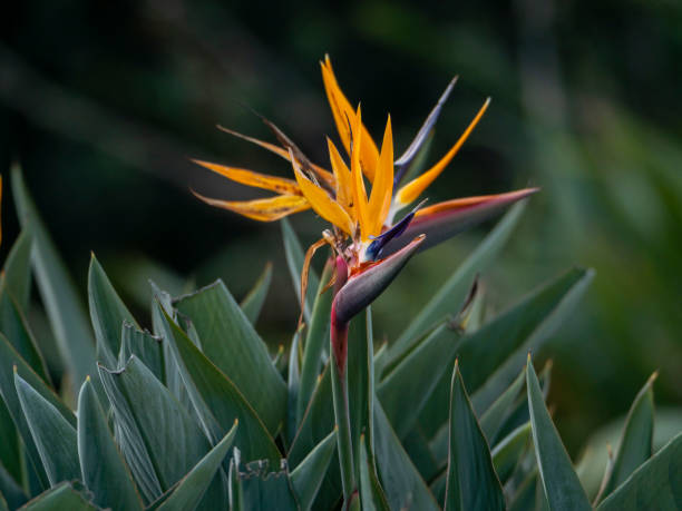 Bird of Paradise flower