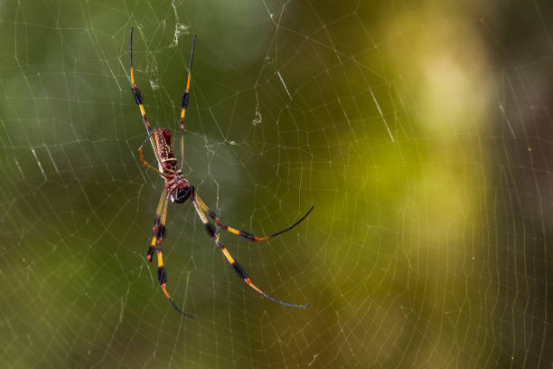 istock Golden Silk Orb Weaver Spider 1495971333