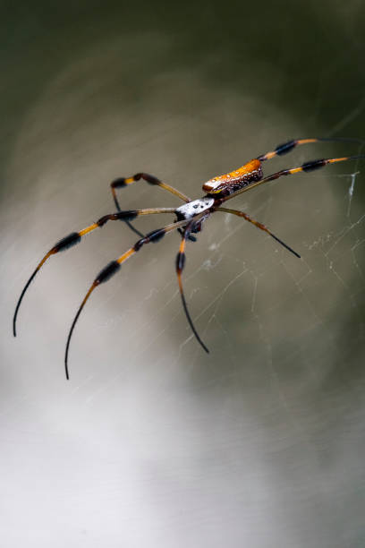 istock Golden Silk Orb Weaver Spider 1495971335