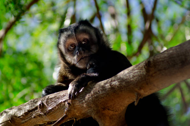 istock Capuchin monkey in the middle of the trees looking at camera 1495976239