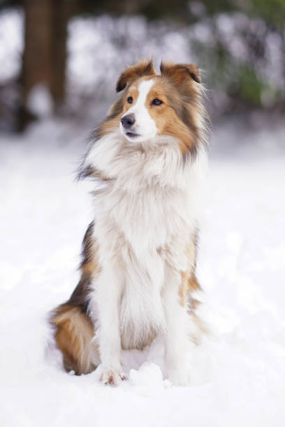 istock Adorable sable and white Sheltie dog posing outdoors sitting on a snow in winter 1495979661