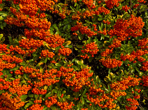 Large group of rowan tree or pyracantha rogersiana firethorn orange berries at autumn