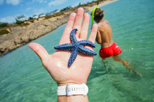 Close-up photo of a man show beautiful blue starfish caught on the beach at the sea