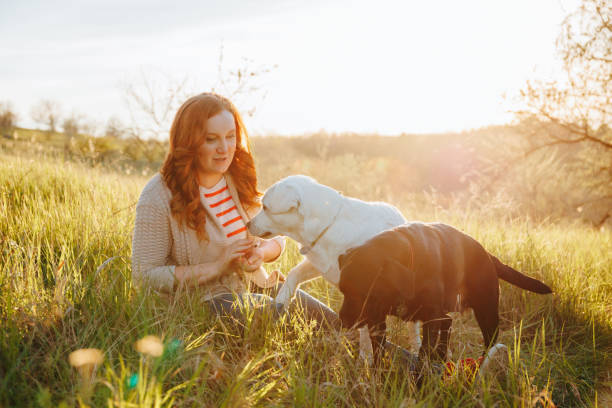 istock Sunset Magic Woman's Authentic Playtime with Her Pet Dogs 1495982416