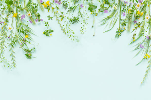istock wild grass and flowers on green paper background 1495983291