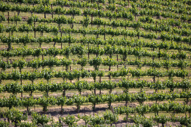 Wine country in the Central Valley, California