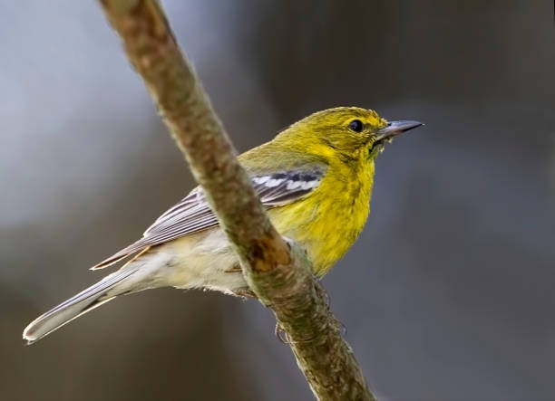 istock Pine Warbler, Setophaga pinus, perched on a branch 1495983636