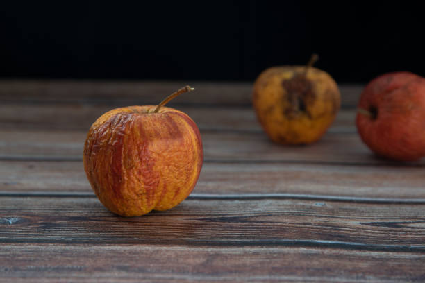 Red wilted rotten apples on a table. Bacteria infected rotten fruit.