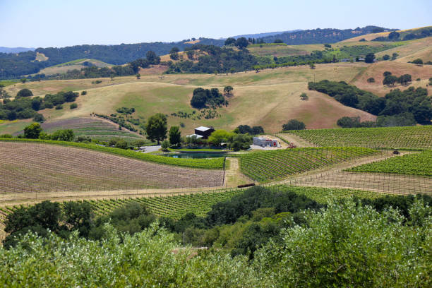 istock Vineyards in Paso Robles, California 1495984100