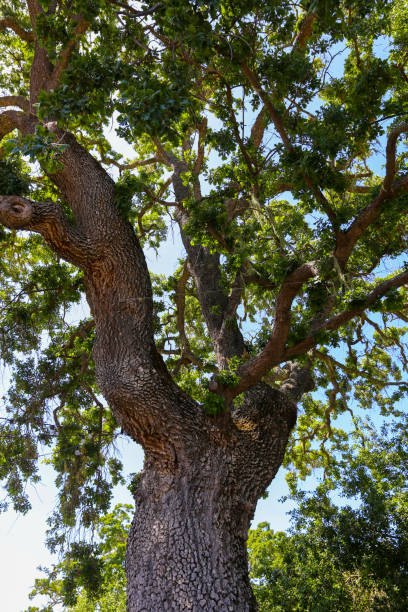 istock Live oak trees in Paso Robles, California 1495984975