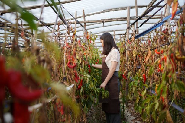 istock Check out the workers in the chili garden 1495985175