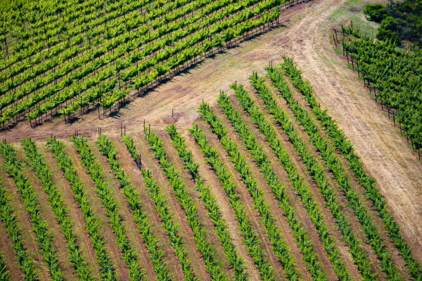 istock Vineyards in Paso Robles, California 1495985706