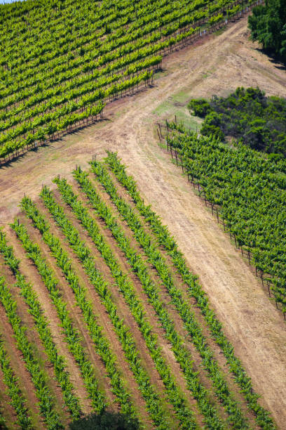 istock Vineyards in Paso Robles, California 1495985916