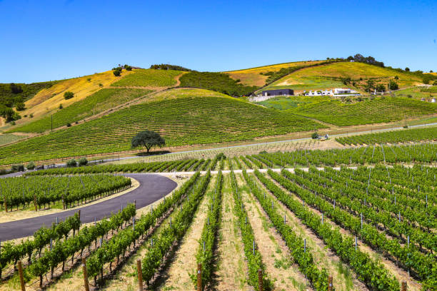 istock Vineyards in Paso Robles, California 1495986003