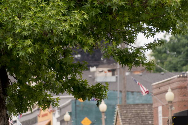 Japanese maple with Memorial Day decorations in the background In historic center of Snohomish