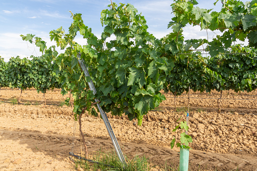 Rows of vines on trellises, with growing grapes.