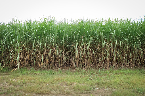 Sugar cane growing in St. Francisville, Louisiana