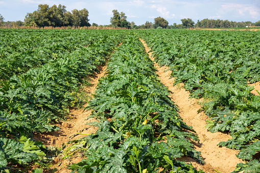 Field of cultivation of courgettes in rows.